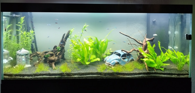 Le petit update du mois dernier ! Ajout d'un injecteur CO2 de la marque Arka, l'effet en 3 semaine est juste wahou ?? 

J'ai également réussi a descendre GH et KH et j'ai ajouter un petit filet de tourbe pour baisser un peu le PH. 

Tout les habitants ont l'air heureux, ça grandit de jour en jour ! ?