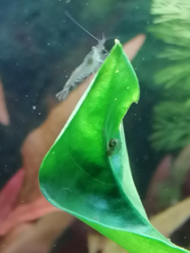 Nouvelle invitée Heureuse surprise aujourd'hui, j'ai une jeune crevette qui a fait son apparition.  Très certainement importée dans le varech ou le riccia que j'ai achetés à la bourse aquariophile et introduits il y a 10  jours.
Taille environ 1cm  couleur transparente.  Aucune idée de l'espèce....on verra sans doute mieux dans 2-3 semaines.