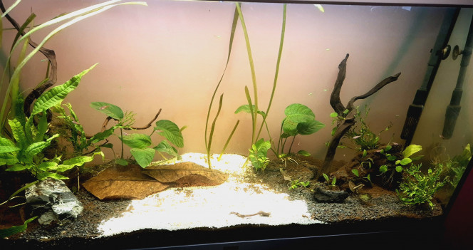 Tentative biotope asiatique ça manque encore de plantes..
