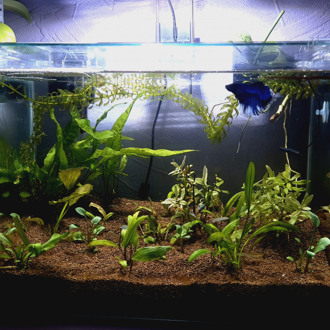 Bac today Le manado c'est pas l'idéal pour les plantes, mais dans l'ensemble ça pourrait être pire.

Le betta s'éclate !