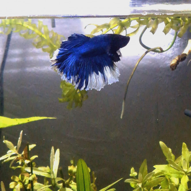 La bête !! Tokito, il est bleu presque indigo avec des traits noirs et un liserai blanc.

C'est un betta splendens halfmoon.
