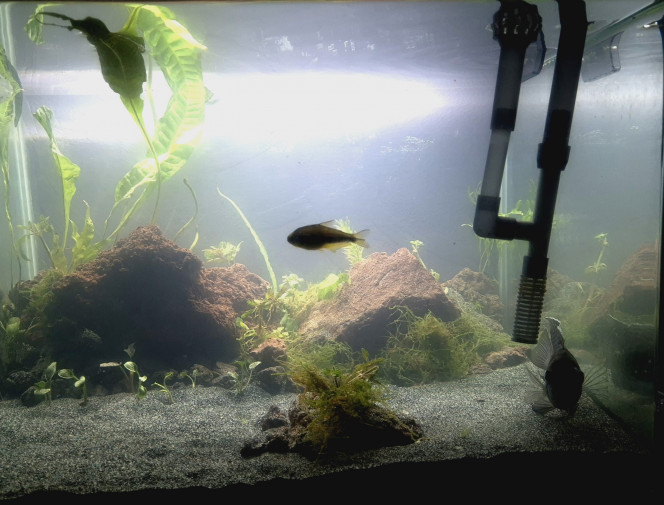 Le bac des terribles Un mâle Laetecera curiviceps qui a tué ses deux femelles et décimés une dizaine d'hyphessobrycon palmeri...mais qui a pris en affection le dernier hyphessobrycon palmeri...aller y comprendre quelque chose...

Le bac manque de plante mais monsieur laetecera curviceps les mange régulièrement...donc..