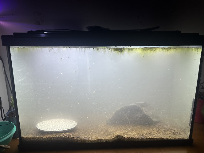 Mise en eau Installation substrat roche aquarium remplit et démarrage du filtreur. Ajout d’un peu de nourriture de poisson ? pour commencer la mise en route
