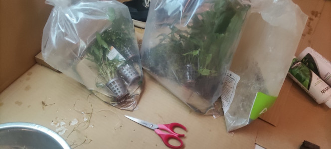 arrivée plantes 200L eau douce 23/10/2023 