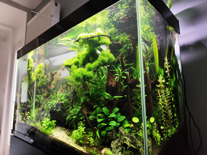 2 juillet 2024 - Le bac commence à prendre des couleurs Les boutures de rotala et de bacopa ont bien pris. 
Le bac se pare d'un teint un peu plus jaune - orangé.