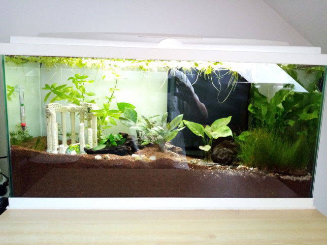 J+17 Ajout des grenouillettes il y a 5j, aujourd'hui ajout de laitues d'eau, d'escargots et physes.

Prochaines étapes : test des paramètres quand j'aurai la mallette, rajout d'hydrocotyle et de déco avec mousse de Java + lierre + noix de coco.