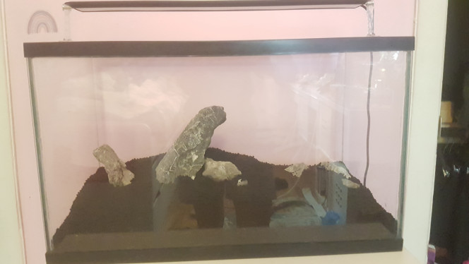 Hardscape Assez satisfait du rendu pour l'instant, même si j'aurais préféré une Fukuishi un peu plus grosse. J'avais pas énormément de choix en matière de seiryuu stone. J'ai utilisé de la pouzolane acheté sur Amazon, du stratum de chez fluval et des seiryuu dans une boutique spécialisée en aquariophilie.