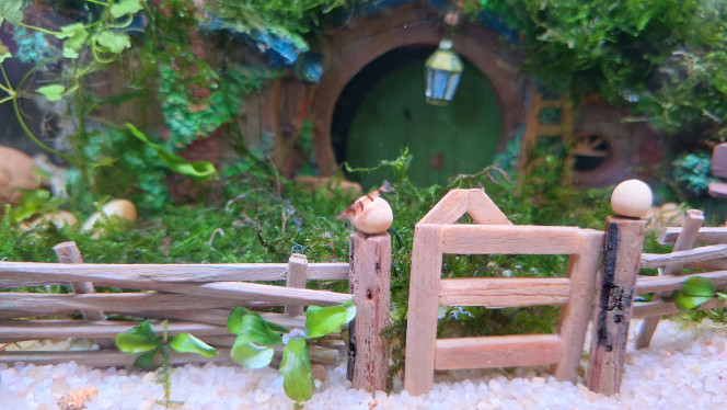 Arrivée des 7 nains Les 7 nains sont arrivés dans leur maison.
Envoi toujours parfait de @Dimu

Caridina sp. racoon tiger