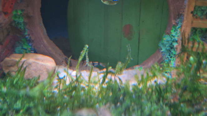 Arrivée des 7 nains Les 7 nains sont arrivés dans leur maison.
Envoi toujours parfait de @Dimu

Caridina sp. racoon tiger