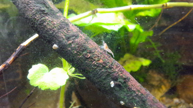 Naissances et futures naissances De nouvelles crevettes dans la Cascade.