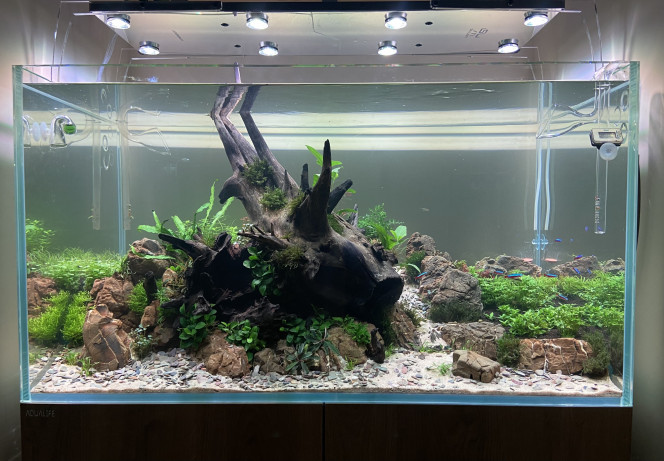 20e jour du bac Lentement mais sûrement ça commence à pousser.
Aquarium cyclé : introduction des premiers pensionnaires.
Remplacement de quelques plantes mortes.

Paramètres actuel en mg/l :
GH : 5
KH : 0
PH : 6.5
No2 : 0
No3 : 1-3
Po4 : 0.05-0.1
Fe : 0.05
K : 15