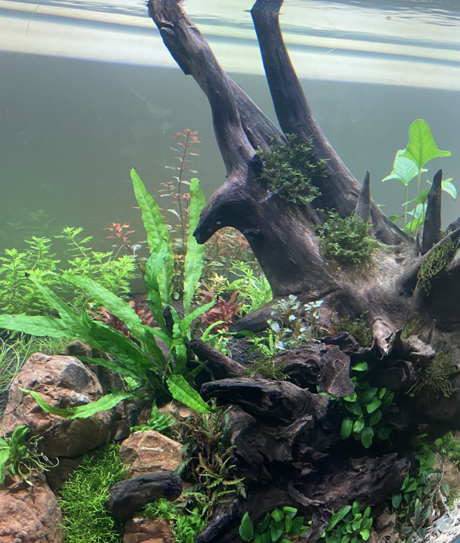 20e jour du bac Lentement mais sûrement ça commence à pousser.
Aquarium cyclé : introduction des premiers pensionnaires.
Remplacement de quelques plantes mortes.

Paramètres actuel en mg/l :
GH : 5
KH : 0
PH : 6.5
No2 : 0
No3 : 1-3
Po4 : 0.05-0.1
Fe : 0.05
K : 15