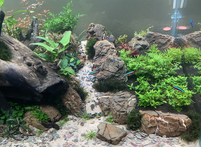 20e jour du bac Lentement mais sûrement ça commence à pousser.
Aquarium cyclé : introduction des premiers pensionnaires.
Remplacement de quelques plantes mortes.

Paramètres actuel en mg/l :
GH : 5
KH : 0
PH : 6.5
No2 : 0
No3 : 1-3
Po4 : 0.05-0.1
Fe : 0.05
K : 15