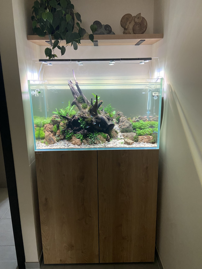 20e jour du bac Lentement mais sûrement ça commence à pousser.
Aquarium cyclé : introduction des premiers pensionnaires.
Remplacement de quelques plantes mortes.

Paramètres actuel en mg/l :
GH : 5
KH : 0
PH : 6.5
No2 : 0
No3 : 1-3
Po4 : 0.05-0.1
Fe : 0.05
K : 15