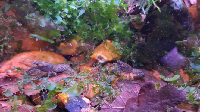 Photographie du post de ArtemusKlegg 