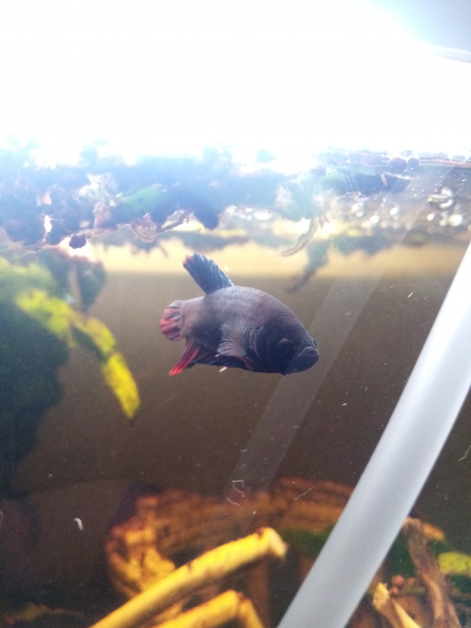 Grosse Betta 