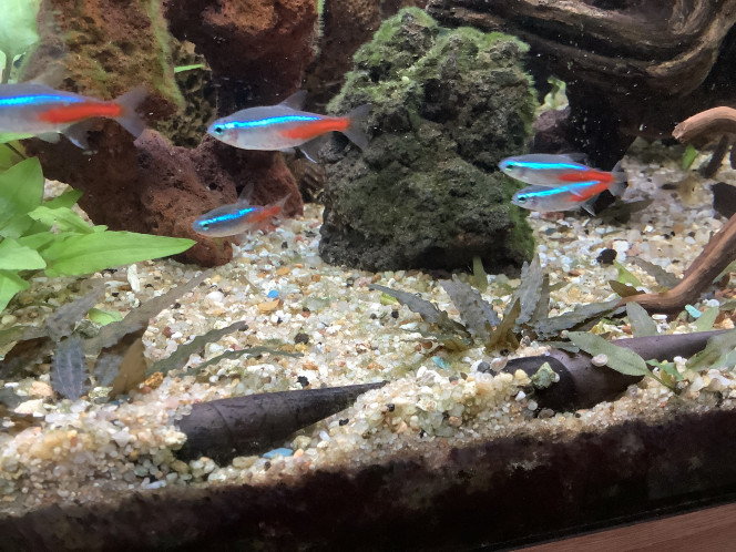 faunus Ater les nouveaux arrivant …..