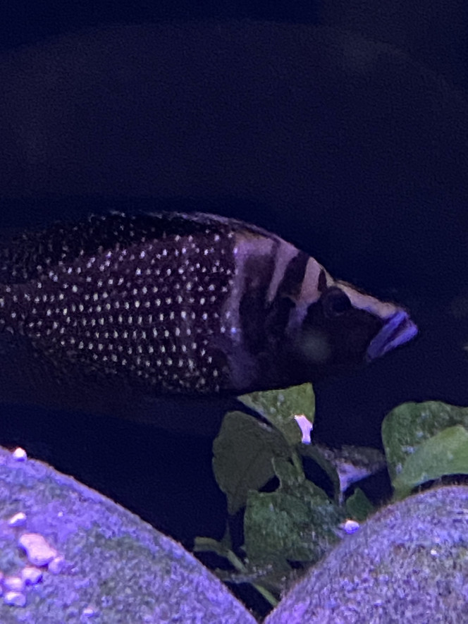 Altolamprologus calvus black pectorales Je suis devenu  1 an après un grand sujet et me fait respecter comme il se doit même auprès des plus grands ?