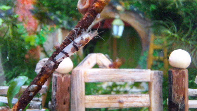 Le bac mûrit J'avais peint les pics à brochettes et les bâtons de glace pour leur donner un côté "relic".
Après 2 ou 3 mois le décor commence à vieillir naturellement avec la lente progression des algues vertes dont je ne connais pas le nom.