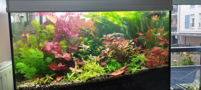 Un mois après le retour des vacances Mode feuilles activités. L'aquarium est sympa, dans une semaine il sera encore mieux...