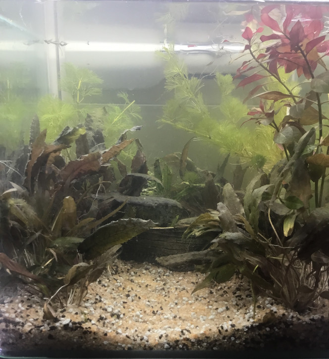 Installation 20L J’ai mis de côté toutes les plantes de mon aqua pour pouvoir changer le sable du 125. Elles vont rester dans le 20L en attendant que je l’ai vende. Peut être que j’en remettrais certaines dans le 125 mais pas sur (elles vont pas résister avec le pH ultra acide de l’eau noir).