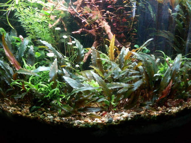 90l Jungle 