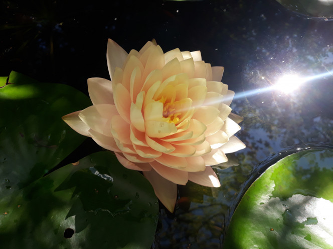 Photographie du post de Dimu 