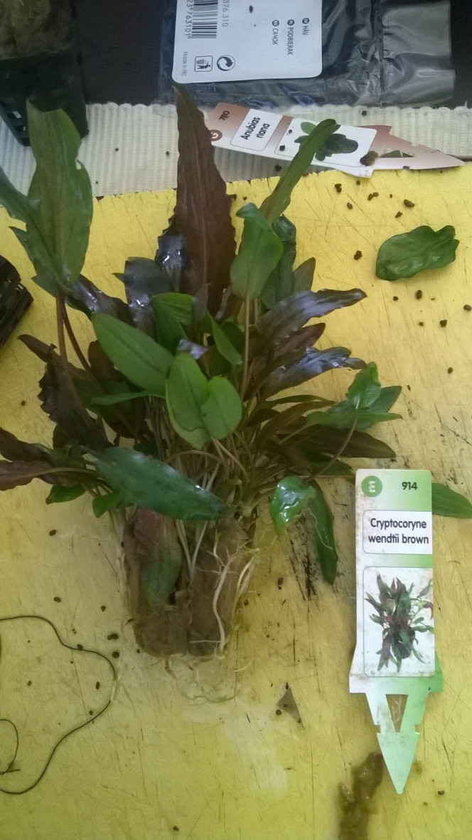 Cryptocoryne wendtii brown 