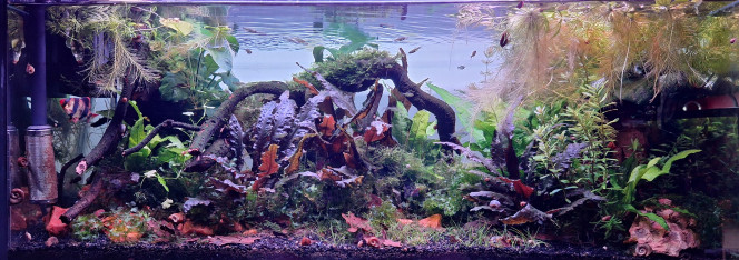 Propriété de l'abonné Ça prend forme gentiment.
Le départ du gourami a vraiment changé la vie des habitants.