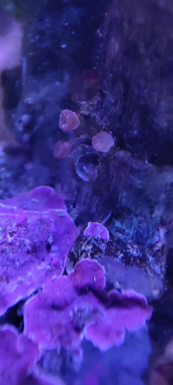 Qu'est-ce que c'est ? Pris en photo avec mon smartphone sur le pied de mon Euphyllia. C'est quoi selon vous ?