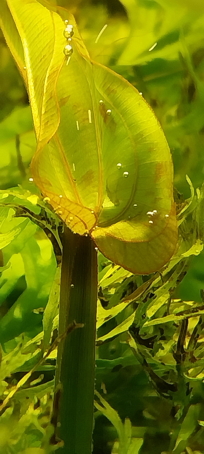  Bubulles....