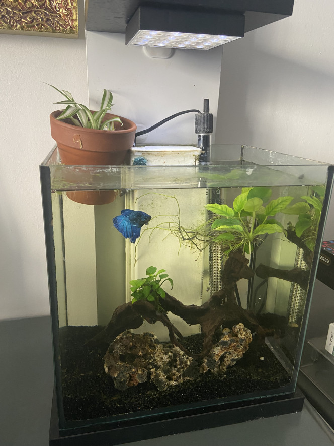 Voici mon betta Introduction de mon betta et quelques escargots en colocation
