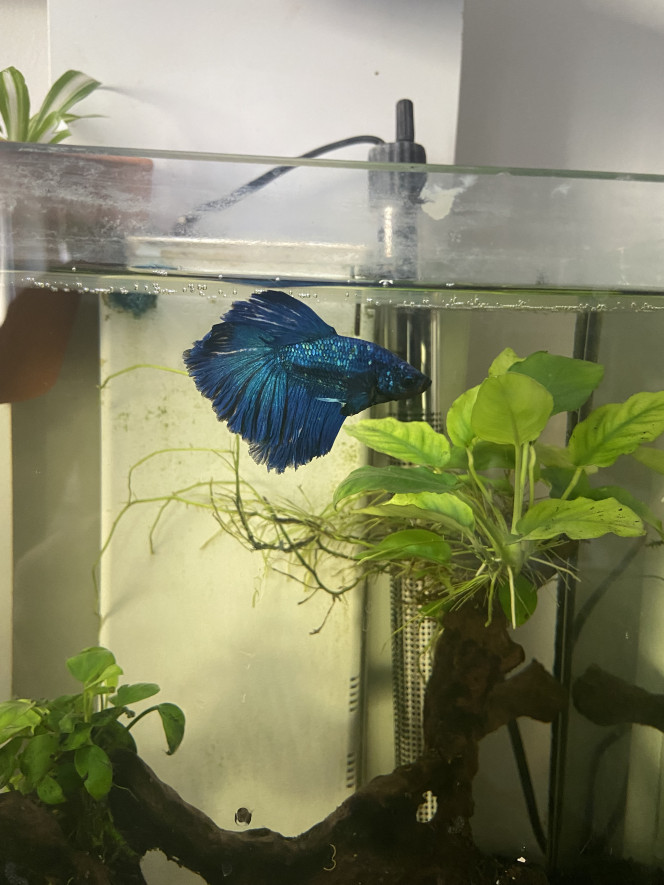 Voici mon betta Introduction de mon betta et quelques escargots en colocation
