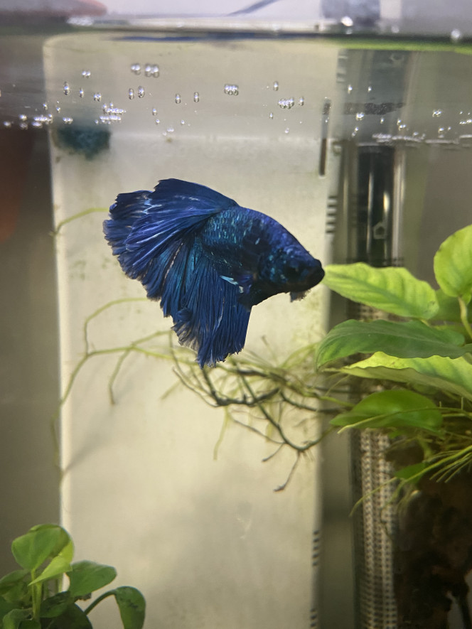 Voici mon betta Introduction de mon betta et quelques escargots en colocation