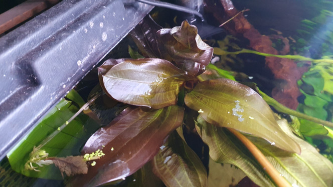 Photographie du post de Aleau 