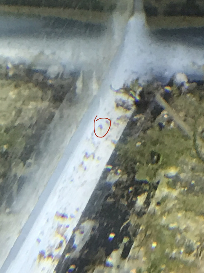 Alvin Corydoras