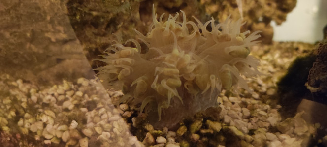  Les trois états de mon Plerogyra sinuosa.
De jour, à la tombée de la nuit et de nuit. On ne dirait pas la même bête.