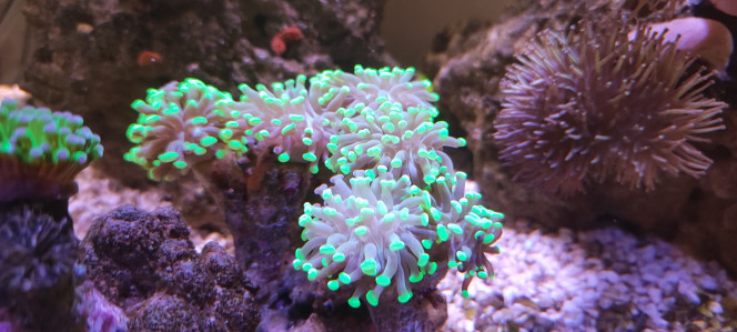 Nouvelles têtes d'Euphyllia 