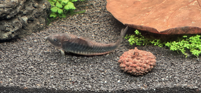 Corydoras black Venezuela 5 individus