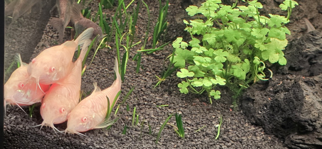Corydoras aeneus albinos 6 individus