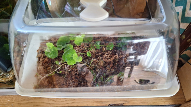 Transition aquatique- terrestre J'essaie de faire transitionnel quelques plantes pour le futur paludarium :
Limnophila sessiliflora, rotala rotundifolia, hydrocotyle je ne sais pas quoi.
Dans une mini serre.
Après une journée ça n'a pas séché.
Mes premières expériences dans les bacs avaient échoué en moins de 24h.