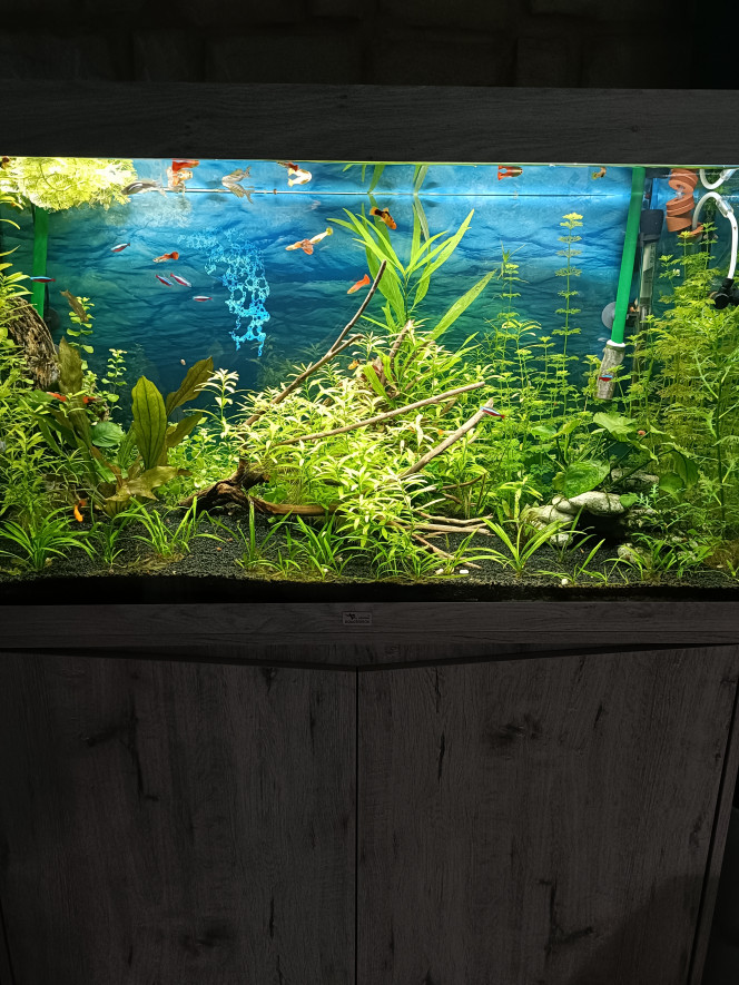 Mon 2eme aquarium Aquatlantis