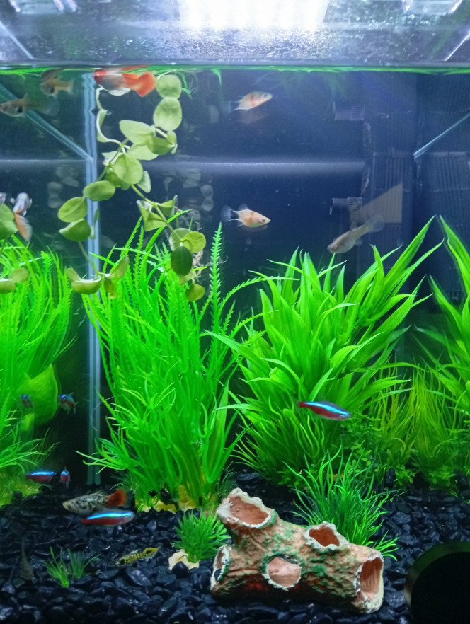 Spécifique guppy endler, guppy classique, platy et néon rouge (temporaire). Voici mon aquarium communautaire contenant :

1 mâle guppy endler cobra 

4 femelles guppy endler

2 mâle guppy classique

1 femelles et 1 mâle platy

1 femelle ancistrus

4 néons rouge ( temporaire ).

C'est un aquarium qui est destiné à la reproduction de guppy endler, hybrid et aussi aux platy.