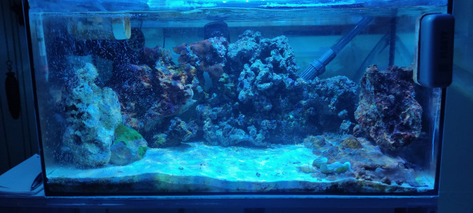 BAC récifal de 60 litres Pierres vivantes - crabe MITRAX * coraux - 3 Bernard l'ermite - escargot "Porcelaine"  - escargot Nassarius - Vers polychètes - Astérina étoile de mer  -ophiure proche de l'étoile de mer - de nombreux crustacés arthropodes indéterminés dont la forme rappelle celle d'une crevette.
