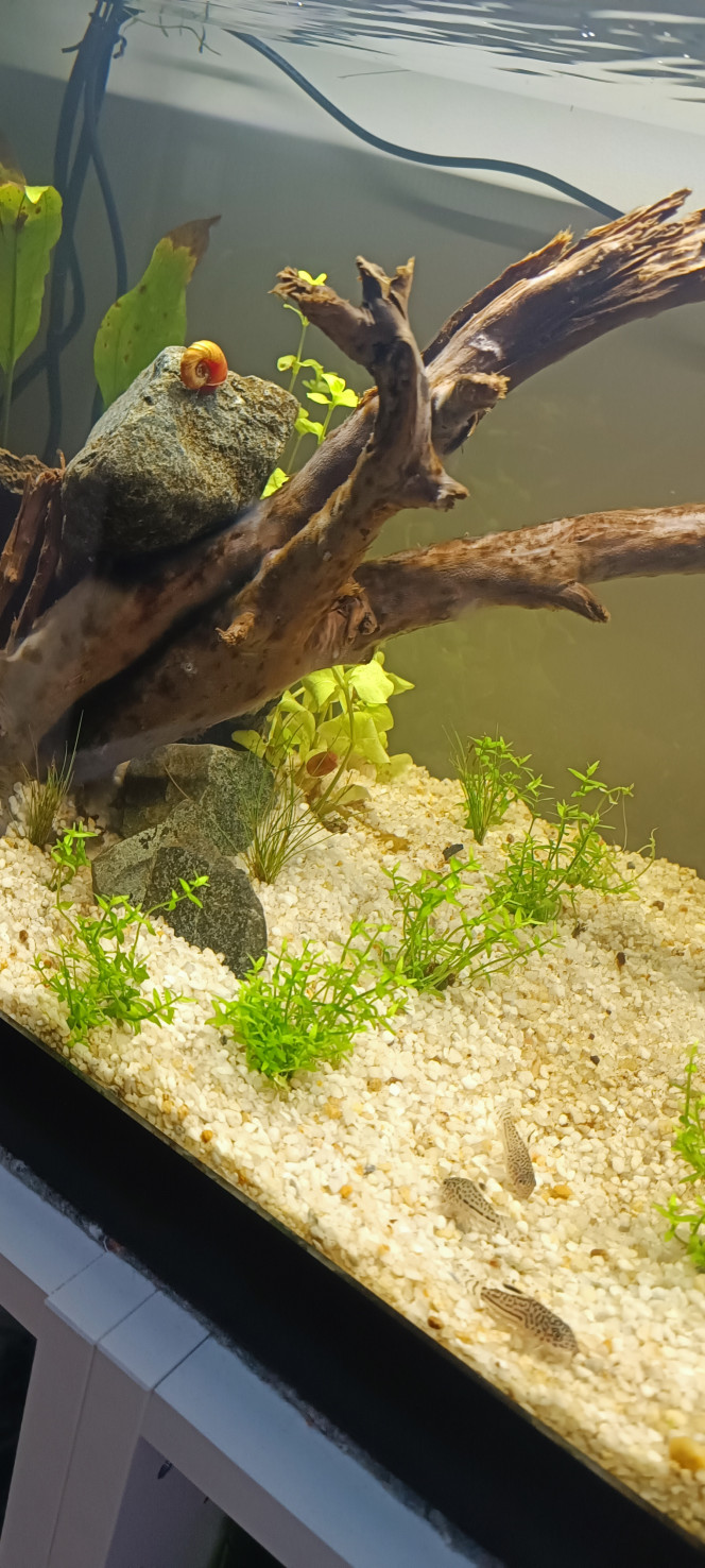 premier habitants Après plusieurs jours de test de l'eau voici arrivés 3 corydoras léopard et 2 escargots.

Je voulais commencer avec des crevettes bleue mais y'en avait pas en magasin. Et on m'a déconseillé avec les futurs poissons que je voulais car elles risqueraient de se faire manger! Mais j'ai un doute...

Après vérification ce ne sont peut être pas des léopards mais des julii. Les magasins se trompent souvent apparemment !

Vu qu'ils sont jeune faut attendre pour voir vraiment les différences. Mais les tâches en osselets ... ?

https://www.aquaportail.com/fiche-poisson-1733-corydoras-julii.html

https://www.aquaportail.com/fiche-poisson-3779-corydoras-leopardus.html