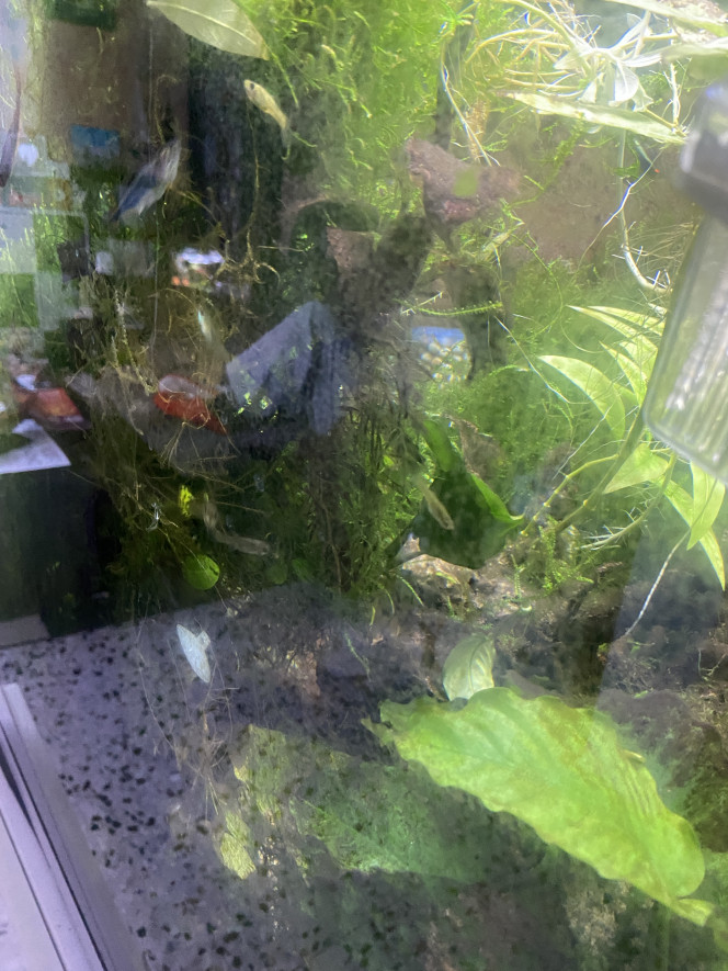 Avant la taille Demain jusqu’à dimanche taille des plantes… en passant recherche Danio voile couple