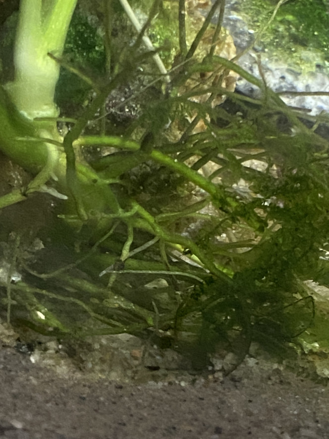 Avant la taille Demain jusqu’à dimanche taille des plantes… en passant recherche Danio voile couple