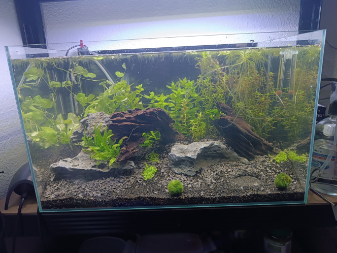 Ajustements Retrait d'une grosse racine qui ne me plaisait pas du tout et ajout de plantes de chez aquaplantes ! (malheureusement pas encore de mousse car ils ont oublié de me lenvoyer)