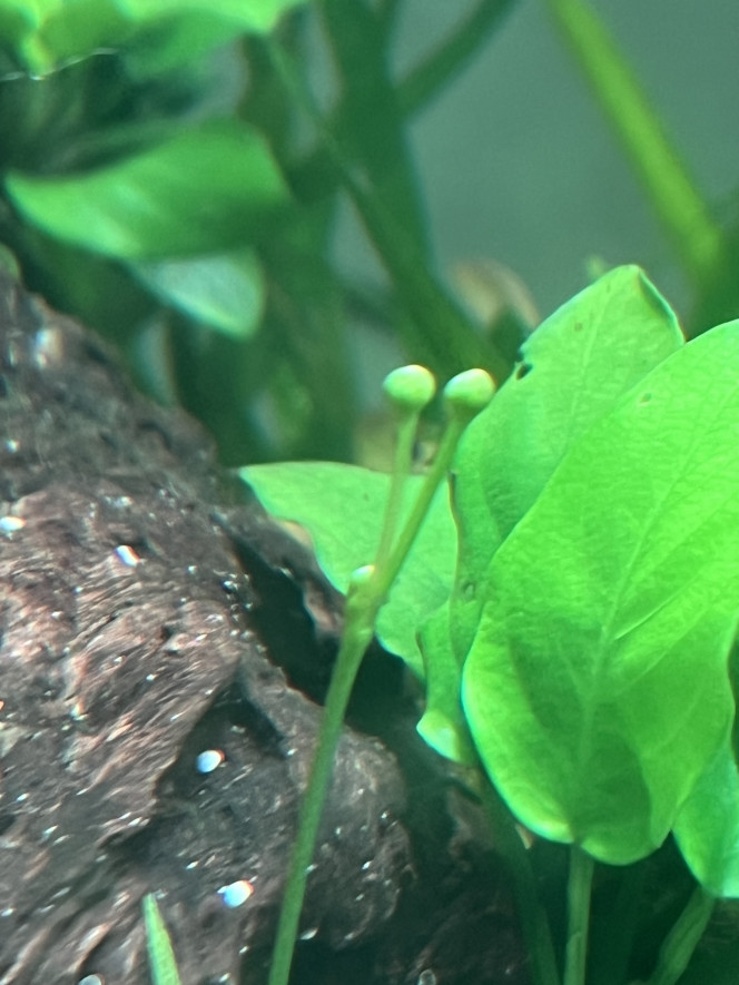 Photographie du post de ThomLA 