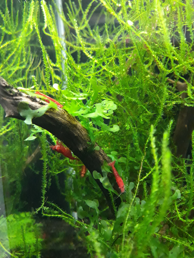 Photographie du post de Dimu 